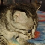 Savannah F-3 male DOB 2-10-22