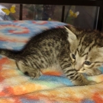 Savannah F-3 male DOB 2-10-22