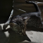 Savannah F-3 male DOB 2-10-22