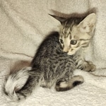 Savannah F-3 male DOB 2-10-22