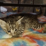 Savannah F-3 male DOB 2-10-22