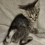 Savannah F-3 male DOB 2-10-22