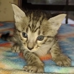 Savannah F-3 male DOB 2-10-22