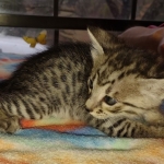 Savannah F-3 male DOB 2-10-22