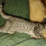 Savannah F-3 male DOB 2-10-22