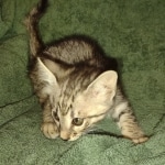 Savannah F-3 male DOB 2-10-22