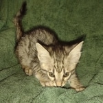 Savannah F-3 male DOB 2-10-22