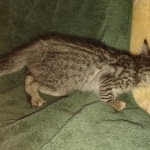 Savannah F-3 male DOB 2-10-22