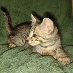 Savannah F-3 male DOB 2-10-22