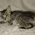 Savannah F-3 male DOB 2-10-22