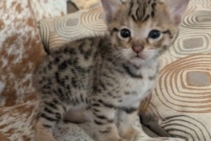 Savannah F-3C Male Kitten DOB 10/18/25