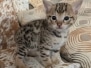 Savannah F-3C Male Kitten DOB 10/18/25