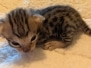 Savannah F-3C Male Kitten DOB 10/18/25