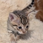 F-C-Male-savannah-Kitten-a