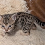 F-C-Male-savannah-Kitten-b