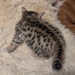 F-C-Male-savannah-Kitten-c
