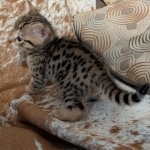 F-C-Male-savannah-Kitten-d