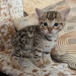 F-C-Male-savannah-Kitten-e