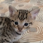 F-C-Male-savannah-Kitten-f