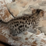 F-C-Male-savannah-Kitten-g
