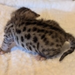 Male-F3-Savannah-Kitten-