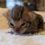 Male-F3-Savannah-Kitten-a