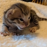 Male-F3-Savannah-Kitten-b