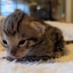 Male-F3-Savannah-Kitten-c