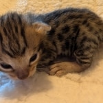 Male-F3-Savannah-Kitten-d