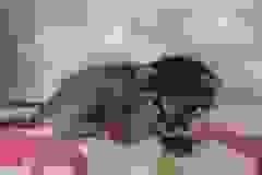 Simba Savannah F-3C Male DOB 11/6/21