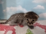 Simba Savannah F-3C Male DOB 11/6/21