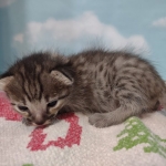 Savannah F-3C BST Male DOB 11-6-21