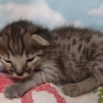 Savannah F-3C BST Male DOB 11-6-21