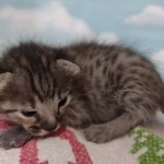 Savannah F-3C BST Male DOB 11-6-21