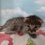 Savannah F-3C BST Male DOB 11-6-21