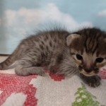 Savannah F-3C BST Male DOB 11-6-21