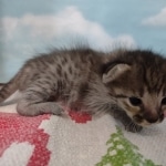 Savannah F-3C BST Male DOB 11-6-21