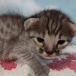 Savannah F-3C BST Male DOB 11-6-21