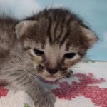 Savannah F-3C BST Male DOB 11-6-21