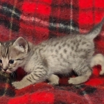 original_a653e020-b63b-446d-aff4-dd540a992f4e_IMG_20211203_110655386