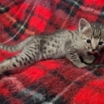 original_c79d553d-5c12-44ed-9f13-c1a5ddb42727_IMG_20211203_110602051