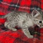 original_f55b1214-7280-414f-8f01-39492c8ea14e_IMG_20211203_110614665