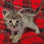 original_fc33d4af-738a-4e1f-b14a-0e25878f5670_IMG_20211203_110631929