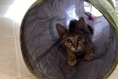 Aengus Savannah F-3C Male DOB 3-17-22