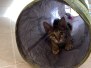 Aengus Savannah F-3C Male DOB 3-17-22