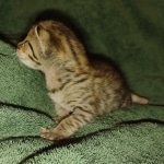 Savannah F-3C male DOB 3/17/22