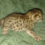 Savannah Male F-3C DOB 3-17-22