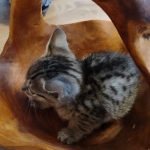 Savannah Male F-3C DOB 3-17-22