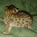 Savannah Male F-3C DOB 3-17-22