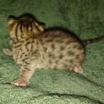 Savannah Male F-3C DOB 3-17-22